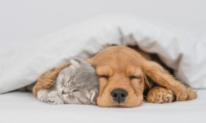 kdFOkLFoU1EzCmyIl6DK AdobeStock 451431256